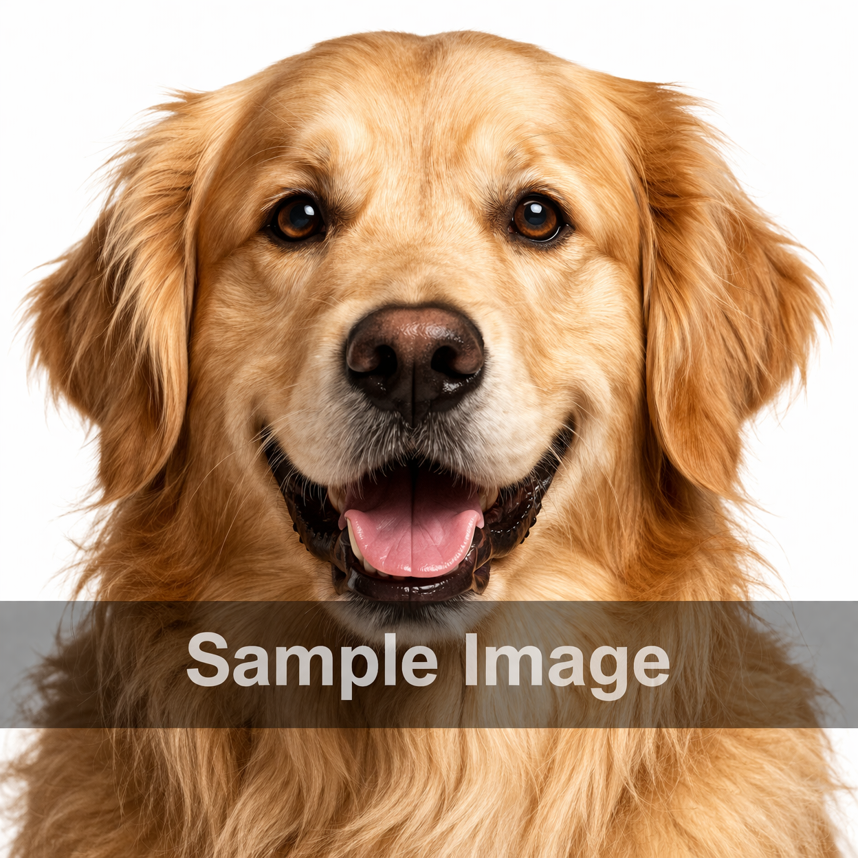 Pet image