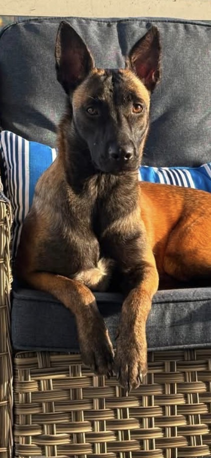 Pet image