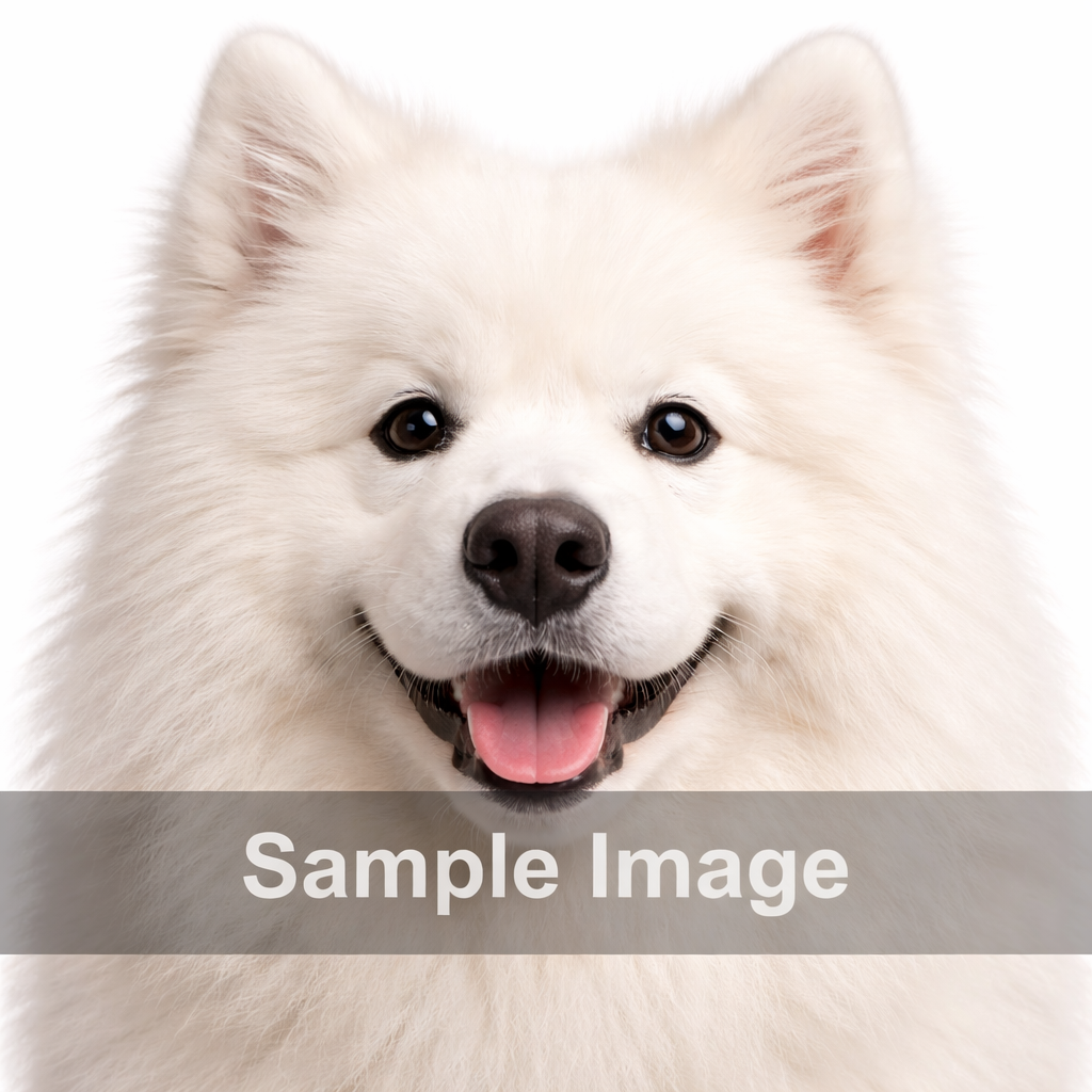 Pet image