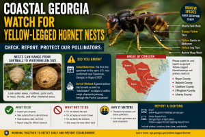 Public awareness graphic showing a Yellow-Legged Hornet, nest examples, Coastal Georgia counties of concern, safety actions, and official sighting report information.